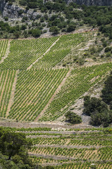 Vineyards in Brac Island in Dalmatian Coast