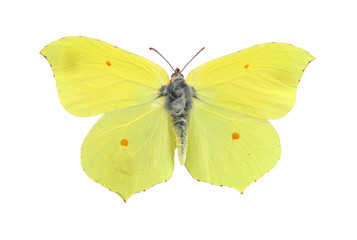 Papillon de soufre commun isolé sur blanc