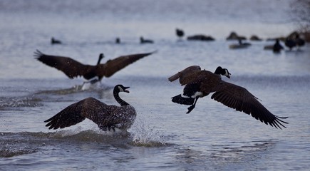 Beautiful isolated photo with Canada geese in flight