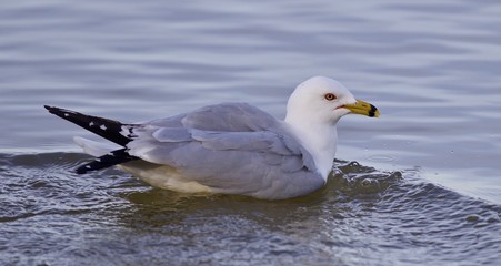 Fototapeta na wymiar Beautiful isolated image with a swimming gull