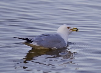 Beautiful isolated image with a swimming gull
