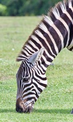 Isolated picture with a zebra eating the grass