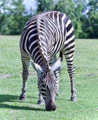 Fototapeta na wymiar Postcard with a zebra eating the grass on a field