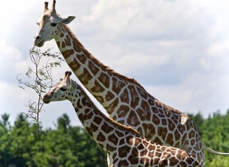 Beautiful photo of two cute giraffes eating leaves