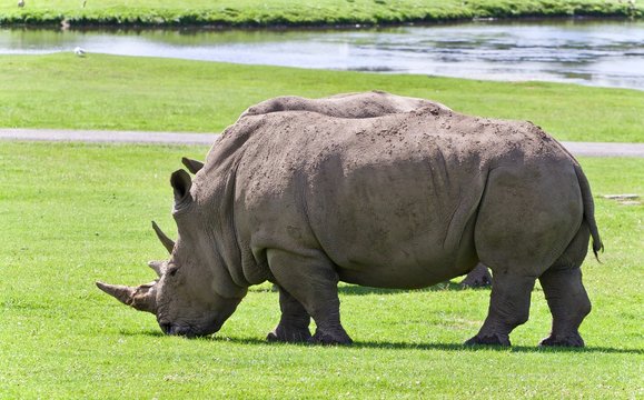 Photo of a pair of rhinoceroses eating the grass