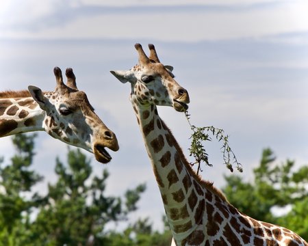 Beautiful photo of two cute giraffes eating leaves