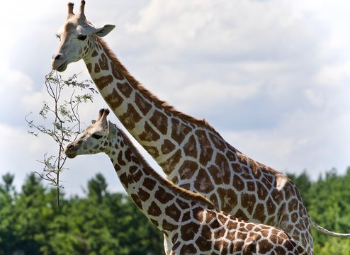 Beautiful photo of two cute giraffes eating leaves