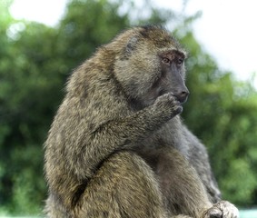 Obraz premium Picture with a funny baboon looking aside