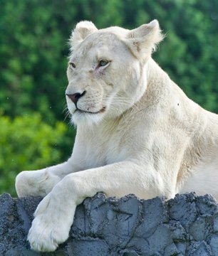 Picture with a white lion looking aside in a field