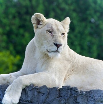 Isolated photo of a white lion looking aside