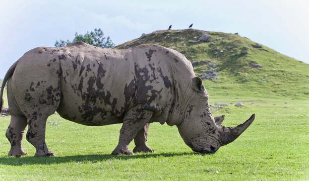Picture with a rhinoceros eating the grass