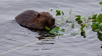 Beautiful background with a beaver eating leaves of a branch in the lake