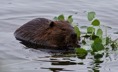 Beautiful isolated picture of a beaver eating leaves in the lake
