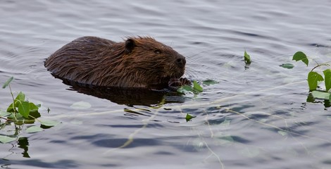 Beautiful isolated photo of a beaver eating leaves in the lake