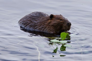 Beautiful isolated photo of a beaver eating leaves in the lake © MrWildLife