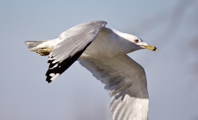 Beautiful isolated photo of a flying gull