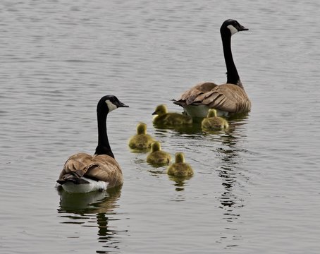 Beautiful isolated picture of a young family of Canada geese swimming