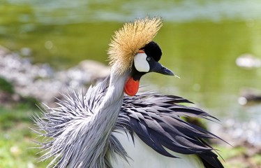 Picture with an east African crowned crane