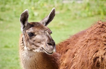 Fototapeta premium Postcard with a llama looking at camera in a field