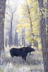 Fototapeta premium BULL MOOSE IN AUTUMN COLORS STOCK IMAGE