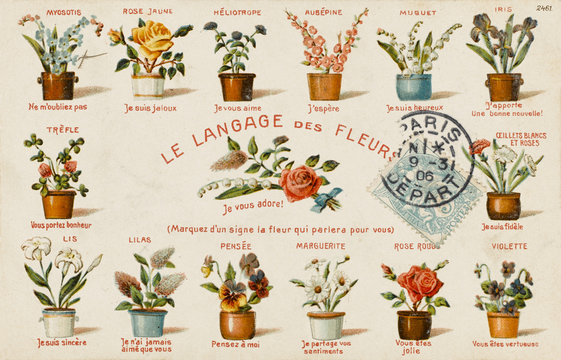 French Flower Language and Variations . Date: 1906