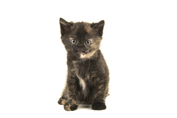 Sitting tortoiseshell baby cat looking at the camera isolated on a white background