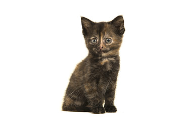 Sitting tortoiseshell baby cat glancing away isolated on a white background