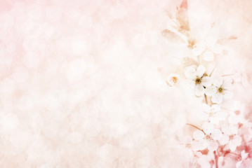 Spring cherry blossom, toned, springtime blossoming flower background, pastel and soft floral card