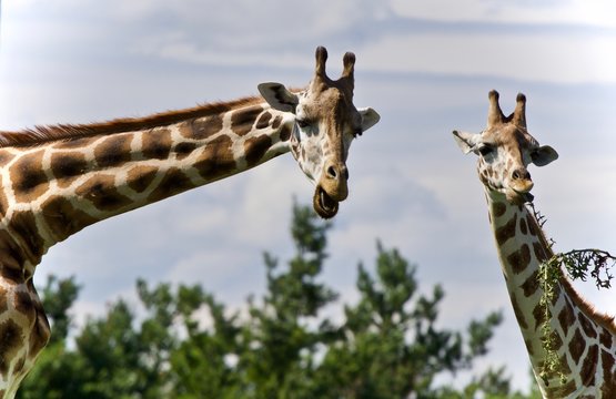 Isolated photo of two cute giraffes eating leaves