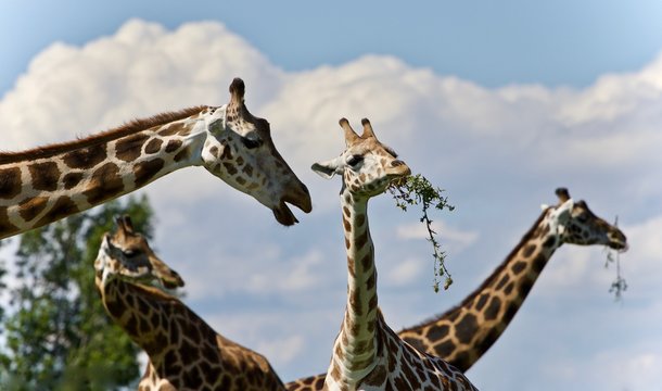 Isolated image of few cute giraffes eating leaves