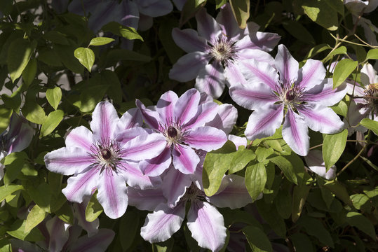 A Nelly Moser an early climbing Clematis in an English country garden