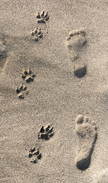 Human and dog footprints in sand on beach