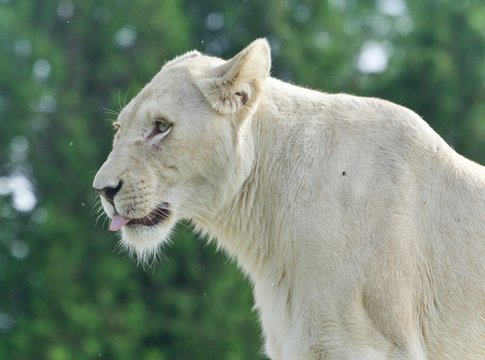 Beautiful postcard with a white lion looking aside
