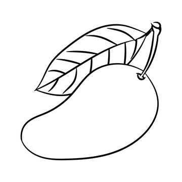 Line Drawing of Mango -Simple line Vector