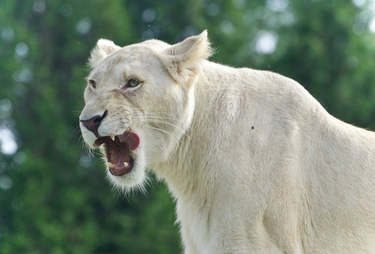 Photo of a scary white lion screaming in a field