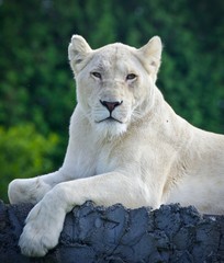 Isolated photo of a white lion looking at camera