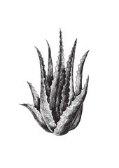 Aloe Vera Illustration