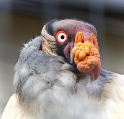 Photo of a funny vivid king vulture looking aside