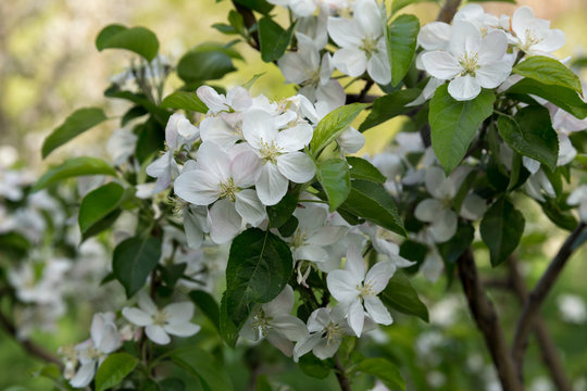 Apple Tree, North Khorasan, Iran