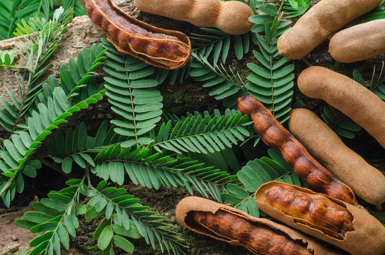 Top view of tamarind with green leaves. Tropical style.