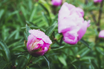 colorful peony flower close up and rain drops, rain falling on peony flower.