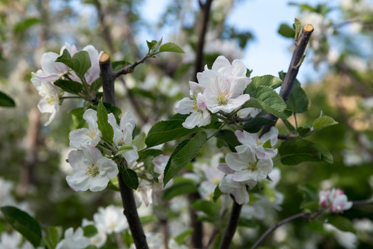 Apple Tree, North Khorasan, Iran