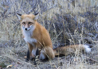 Fototapeta premium RED FOX IN SHRUBS STOCK IMAGE