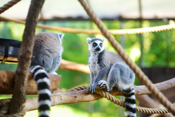Two cute ring-tailed lemurs sitting on a branch in a zoo