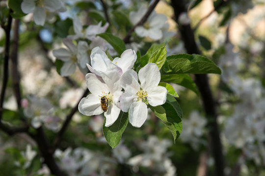 Apple Tree, North Khorasan, Iran