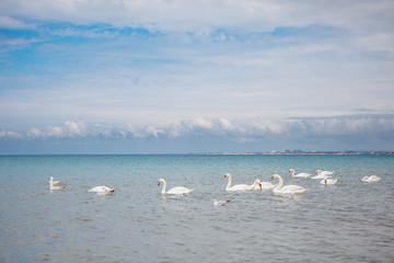 White swans