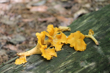 Yellow Mushroom