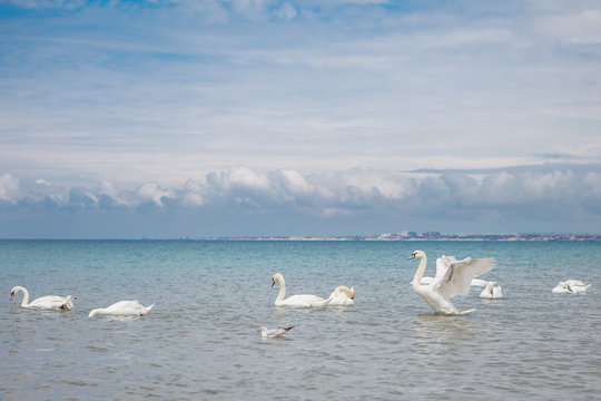 White swans