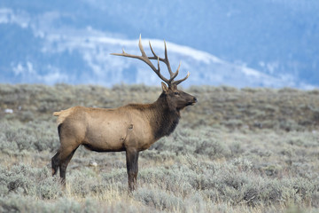 Obraz premium BULL ELK DURING RUT IN SAGEBRUSH STOCK IMAGE