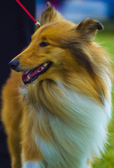 collie. Dog collie. The collie is a distinctive type of herding dog, including many related landraces and formal breeds. Portrait of purebred dog Rough Collie.
